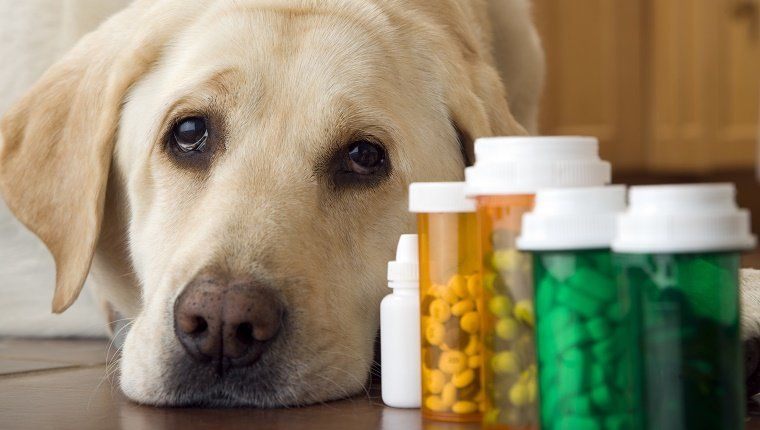 Σκυλί του Λαμπραντόρ που βρίσκεται δίπλα σε ένα μπουκάλι χάπια και φάρμακα, γκρο πλαν
