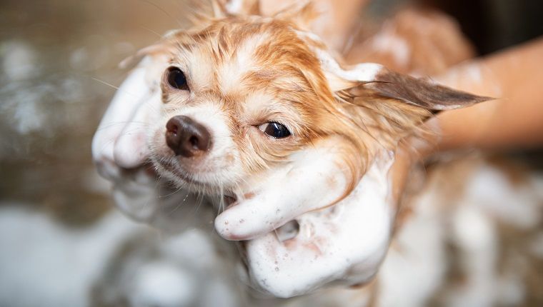 Ένας σκύλος που κάνει ντους με σαπούνι και νερό, υπηρεσία καθαρισμού