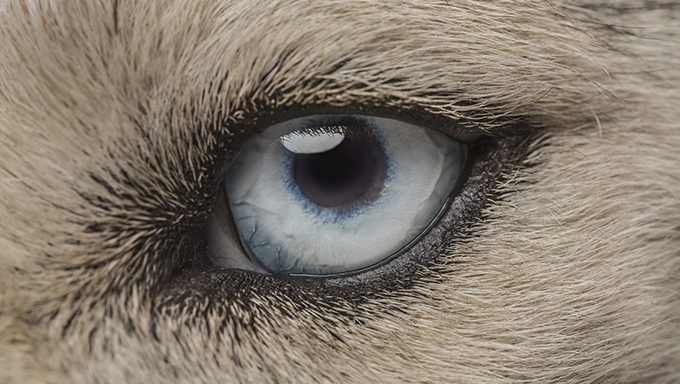 Vision du chien: les chiens peuvent-ils voir la couleur ou dans le noir?