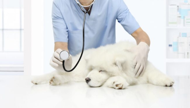 Südameblokaad (II tüüpi Mobitz) koertel: sümptomid, põhjused ja ravi