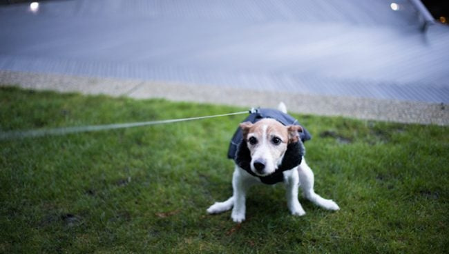 הפרעת מעיים (אובדן תנועתיות) אצל כלבים: תסמינים, גורמים וטיפולים