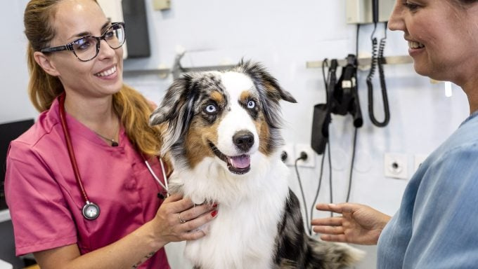 Kako do brezplačne ali poceni veterinarske oskrbe za svojega psa
