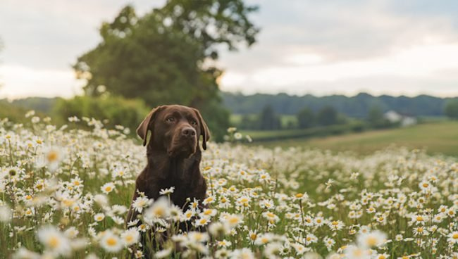 Alergije na travo pri psih: simptomi, vzroki in zdravljenje