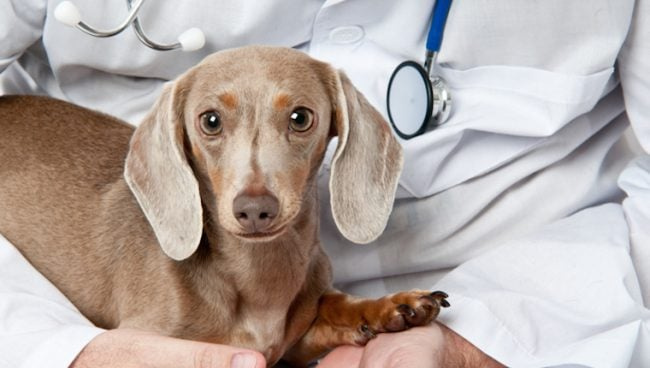 Histiocytome chez le chien : symptômes, causes et traitements