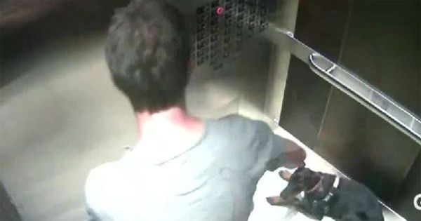 CEO erwischt auf Aufzugsvideo, das Hund missbraucht