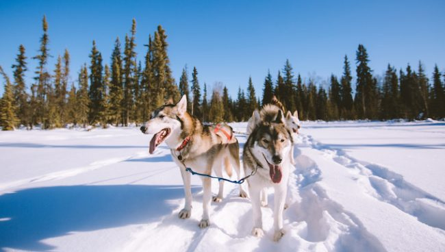 Закони о псима Аљаске: беснило, уједи паса, напуштање и окрутност
