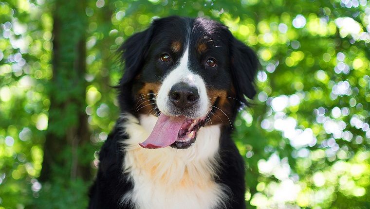 30 meilleurs noms de chien pour les beaux bouviers bernois (PHOTOS)