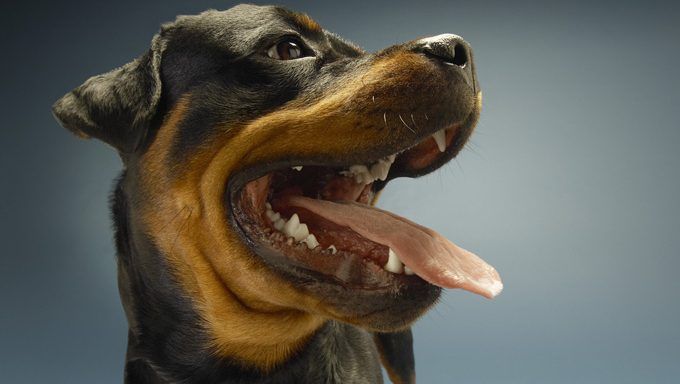 30 meilleurs noms de chien pour les rottweilers royaux (PHOTOS)