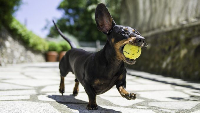 30 meilleurs noms de chien pour les teckels éblouissants (PHOTOS)