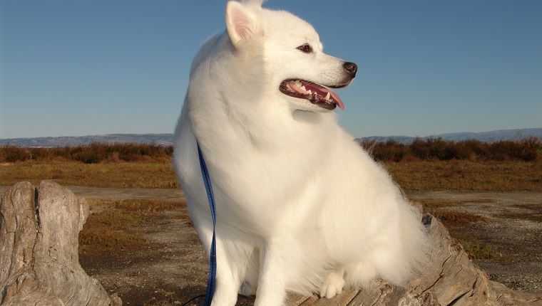 Ameriški eskimski pes