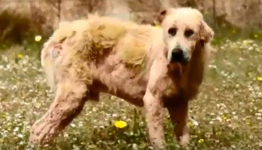 Rešeni bolni pes zunaj Aten Grčija končno prejela ljubezen (VIDEO)