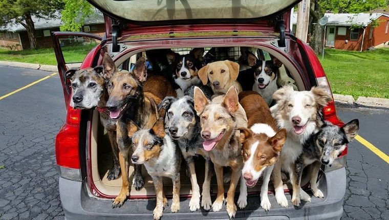 La police a appelé sur une voiture avec 20 chiens de sauvetage à l'intérieur