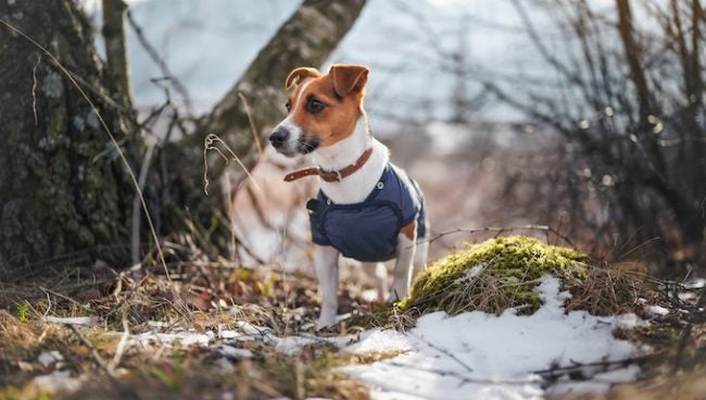 5 практичних јакни за псе за гријање вашег штенета ове зиме