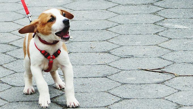 Добро понашање поводца: Како приучити штене или пса да ходају на поводцу