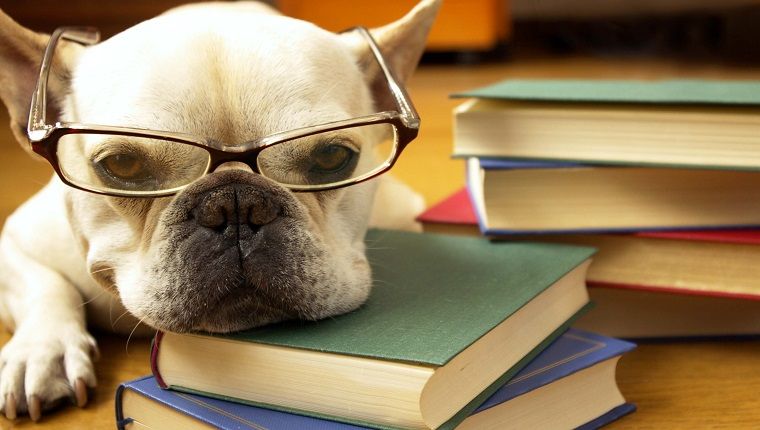 10 populiariausių klasikinių šunų dresūros knygų