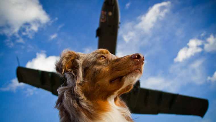 Devriez-vous calmer votre chien lors d'un voyage en avion?