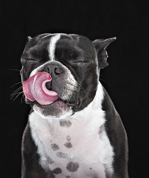 Léchage de lèvres d'un chien (ou le léchage de nez ou le coup de langue)