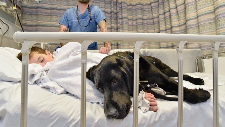 Službeni pes tolaži Avtizma z napadi na potovanju v bolnišnico