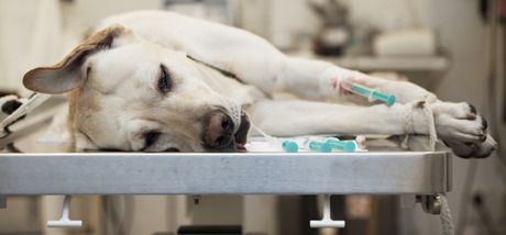 Le stress aux urgences vétérinaires va dans les deux sens
