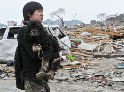 Les chiens touchés par le tremblement de terre et le tsunami attendent d'être sauvés au Japon
