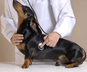 Die Forschung bietet Krebspatienten bei Hunden und Menschen Hoffnung