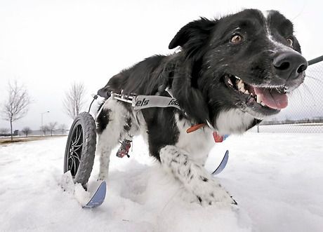 Гранични коли са инвалидитетом добија инвалидска колица са скијама да би се кретао по снегу