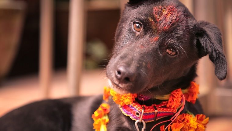 Nepal feiert Hunde während des Diwali Festivals