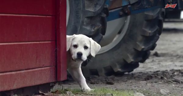 Реклама Будвеисер Супер Бовл КСЛИКС за 2015. годину: „Изгубљени пас“