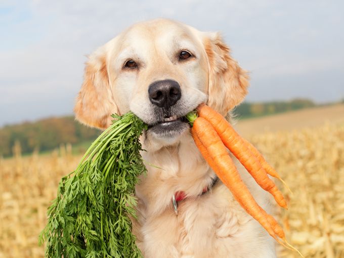 Aliments humains qui conviennent aux chiens