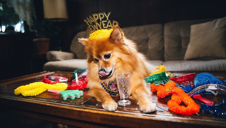 6 новогодишњих одлука које ваш пас жели да направите