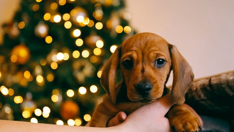 כלב תחש חום בן שיער בן 8 שבועות בידי הבעלים הנשית שלו, אורות מטושטשים של עץ חג המולד ברקע.
