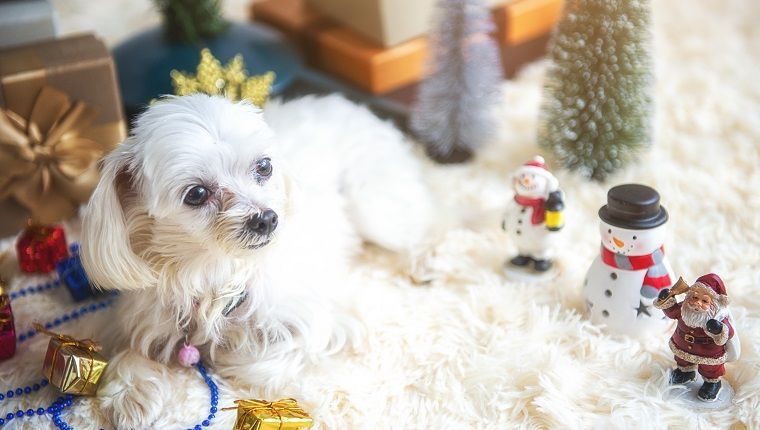 10 meilleures idées de cadeaux dignes de Yap pour les petits chiens et leurs humains