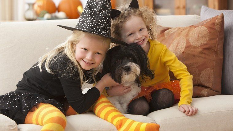 L'anxiété du bruit d'Halloween chez les chiens et 8 choses que vous pouvez faire à ce sujet