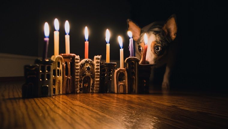 10 meilleurs cadeaux de Hanoukka pour votre chien en 2019
