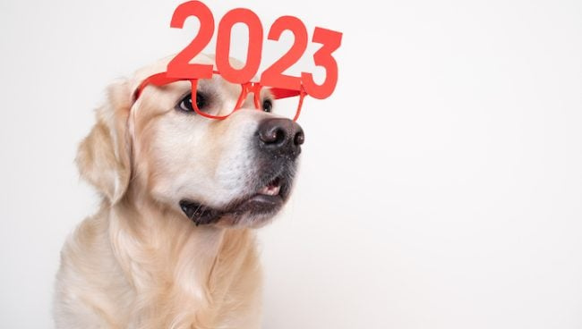 5 résolutions du Nouvel An inspirées par les chiens à prendre en 2023