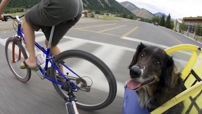 Tipy pre bezpečnosť bicyklov pre ľudí, ktorí bicyklujú so svojimi psami
