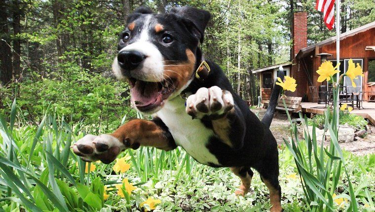 Didysis Šveicarijos kalnų šuns šuniukas Bennettas ankstyvą pavasarį susijaudinęs peršoka naują gėlių lovą.