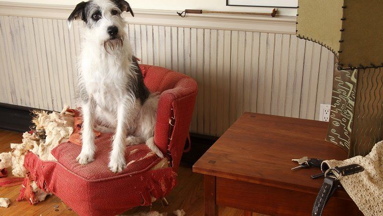 Išdykęs šuo, sėdintis ant suplyšusių baldų