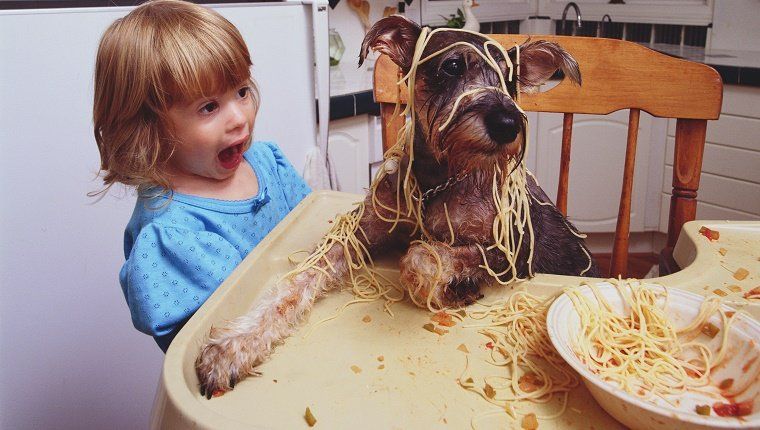 Šuo ant kėdės su spagečiais