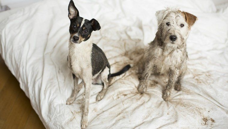 Du išdykę purvini šunys, sėdintys ant lovos.