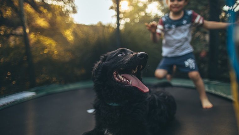 10 choses que nous pouvons apprendre de nos chiens