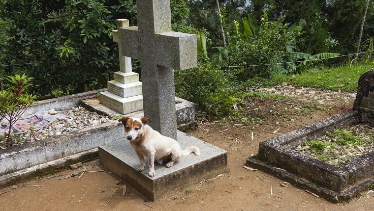 Miks jäävad mõned koerad omanike haudade juurde?
