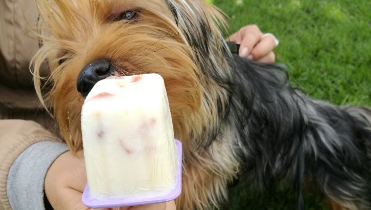 Riiklik jäätisekuu: 7 koertele ohutut jäätise alternatiivset retsepti juuliks