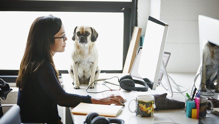 Пословна жена на рачунару са псом на столу
