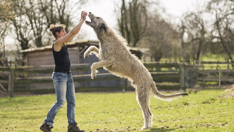 10 races de chiens énormes qui vous donnent plus à aimer