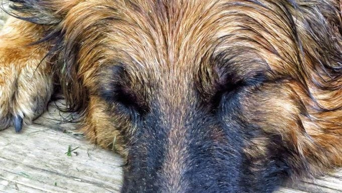 La Humane Society découvre un chien en décomposition à la maison
