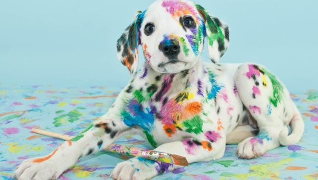 Les peintures de Rescue Dog recueillent des milliers de personnes pour la charité