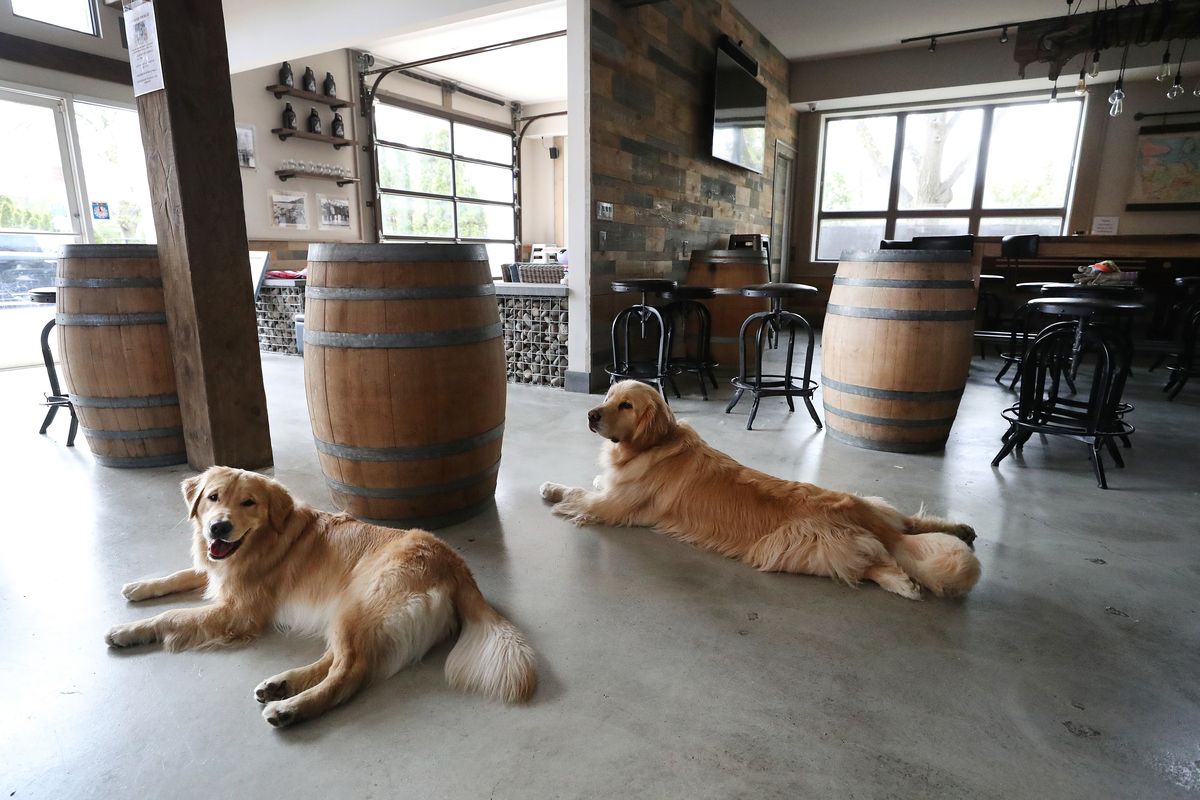 Ces très bons chiens aident à livrer de la bière de quarantaine et ils font un excellent travail