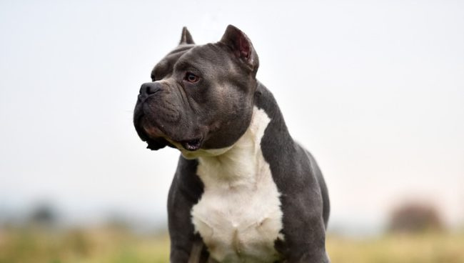 Britische Hundeausstellung abgesagt, weil sie Hunde mit kupierten Ohren zeigt