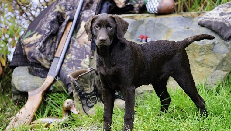 9 tikros istorijos, kurios įrodo, kad niekada neturėtumėte palikti ginklų ten, kur šunys gali pasiekti